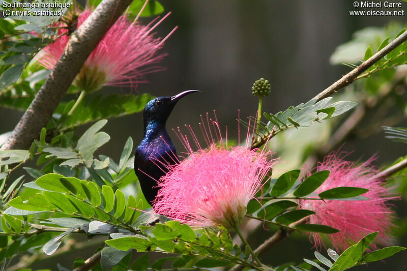 Purple Sunbird male adult breeding