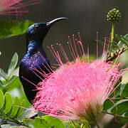 Purple Sunbird