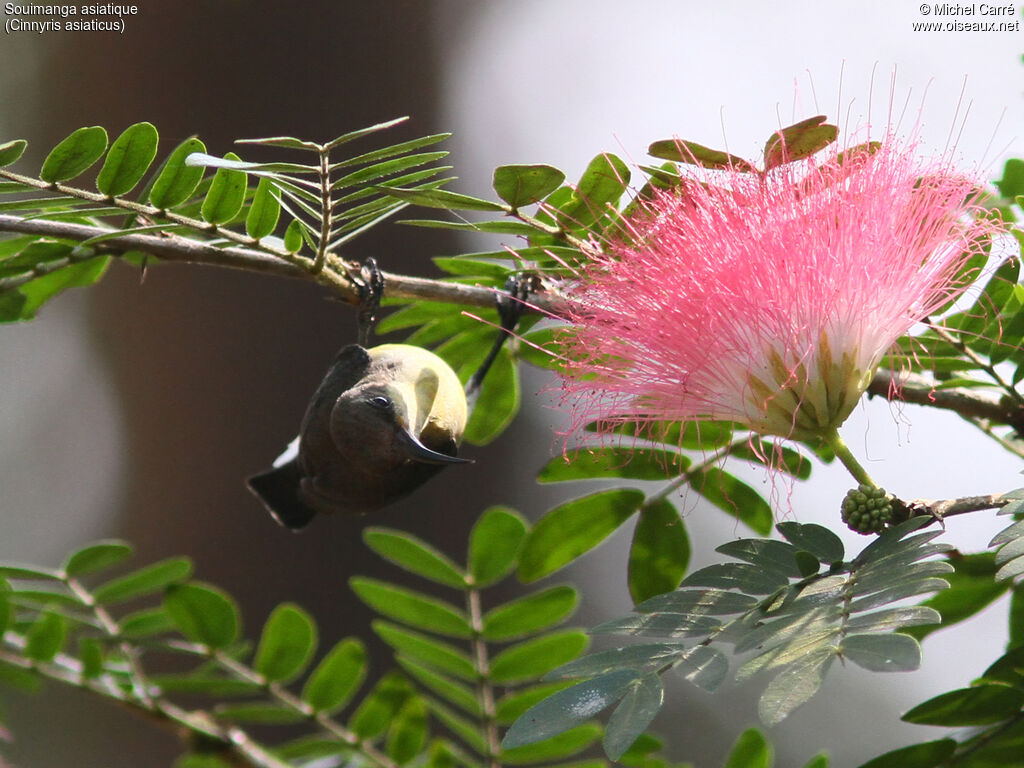 Purple Sunbird female adult