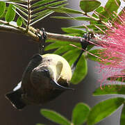 Purple Sunbird