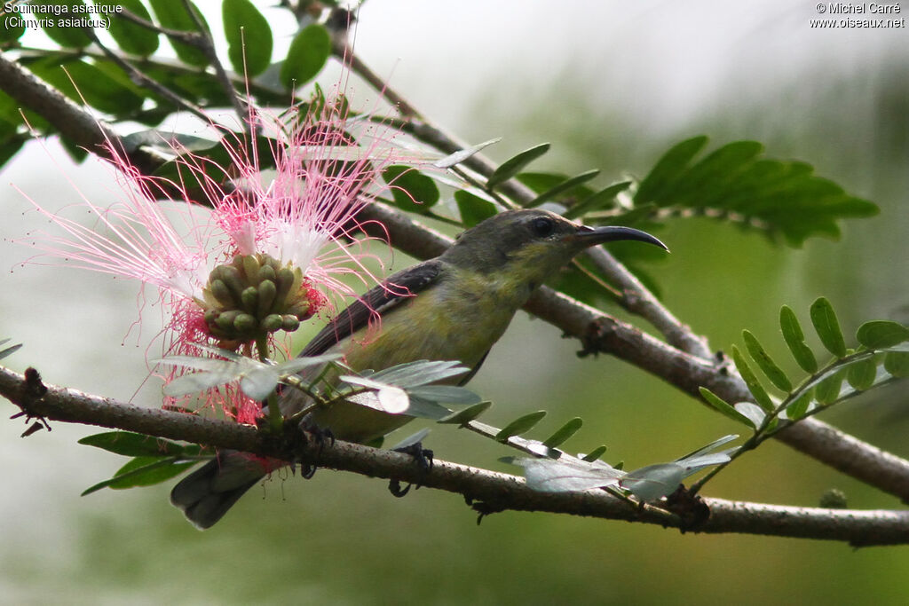 Purple Sunbird female adult