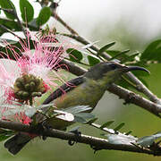 Purple Sunbird