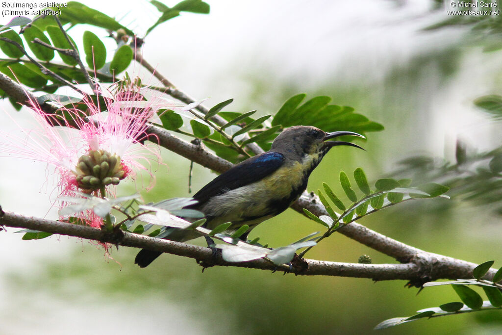 Purple Sunbird male adult transition, moulting