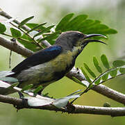 Purple Sunbird