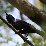 Purple Sunbird