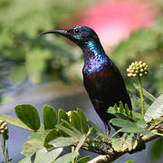 Purple Sunbird