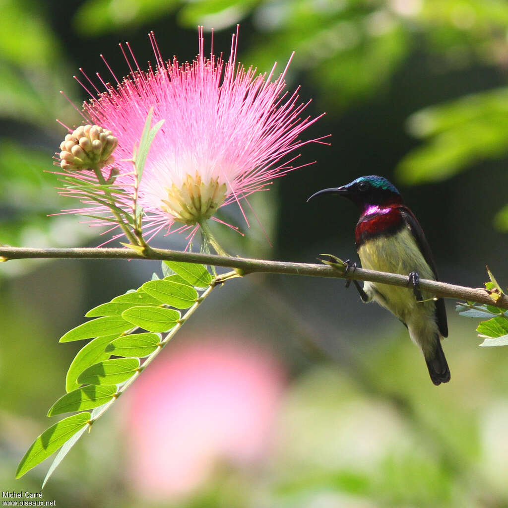 Crimson-backed Sunbird male adult breeding, identification