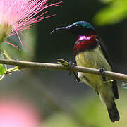 Crimson-backed Sunbird