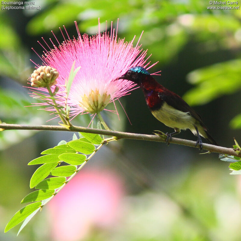 Crimson-backed Sunbird male adult breeding