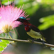 Crimson-backed Sunbird