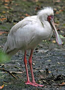 African Spoonbill