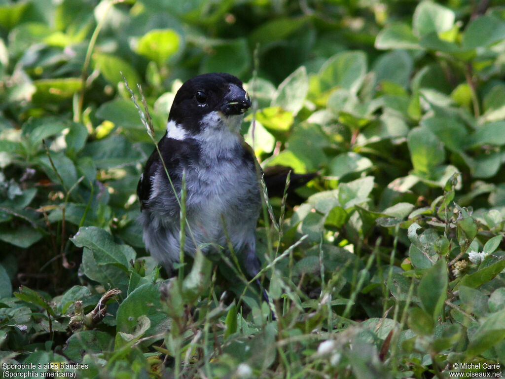 Wing-barred Seedeater male adult