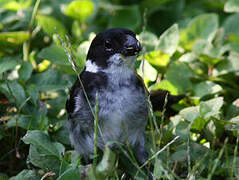 Wing-barred Seedeater