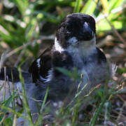 Wing-barred Seedeater