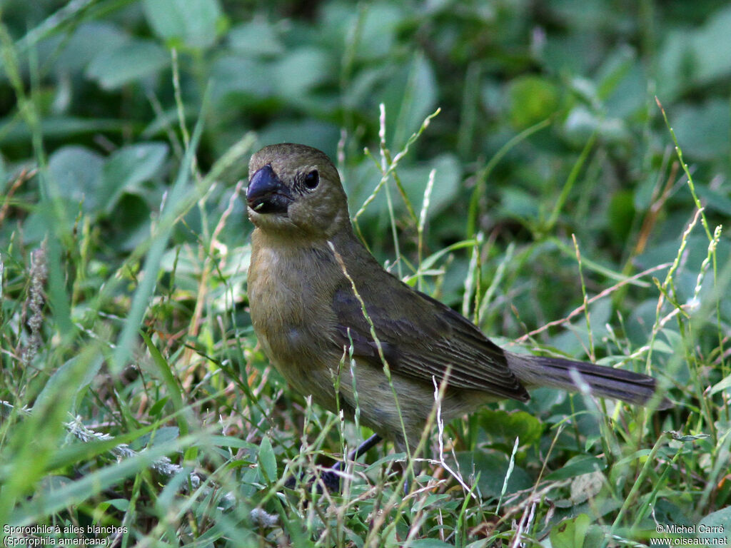 Sporophile à ailes blanches femelle adulte