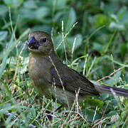 Wing-barred Seedeater