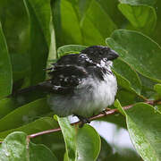 Wing-barred Seedeater