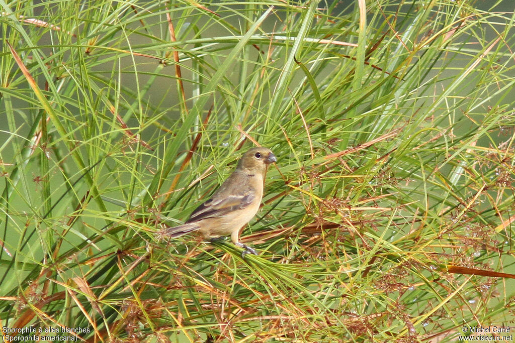 Wing-barred Seedeater female adult