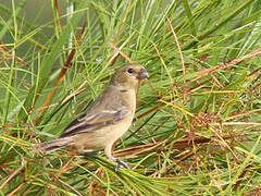 Wing-barred Seedeater