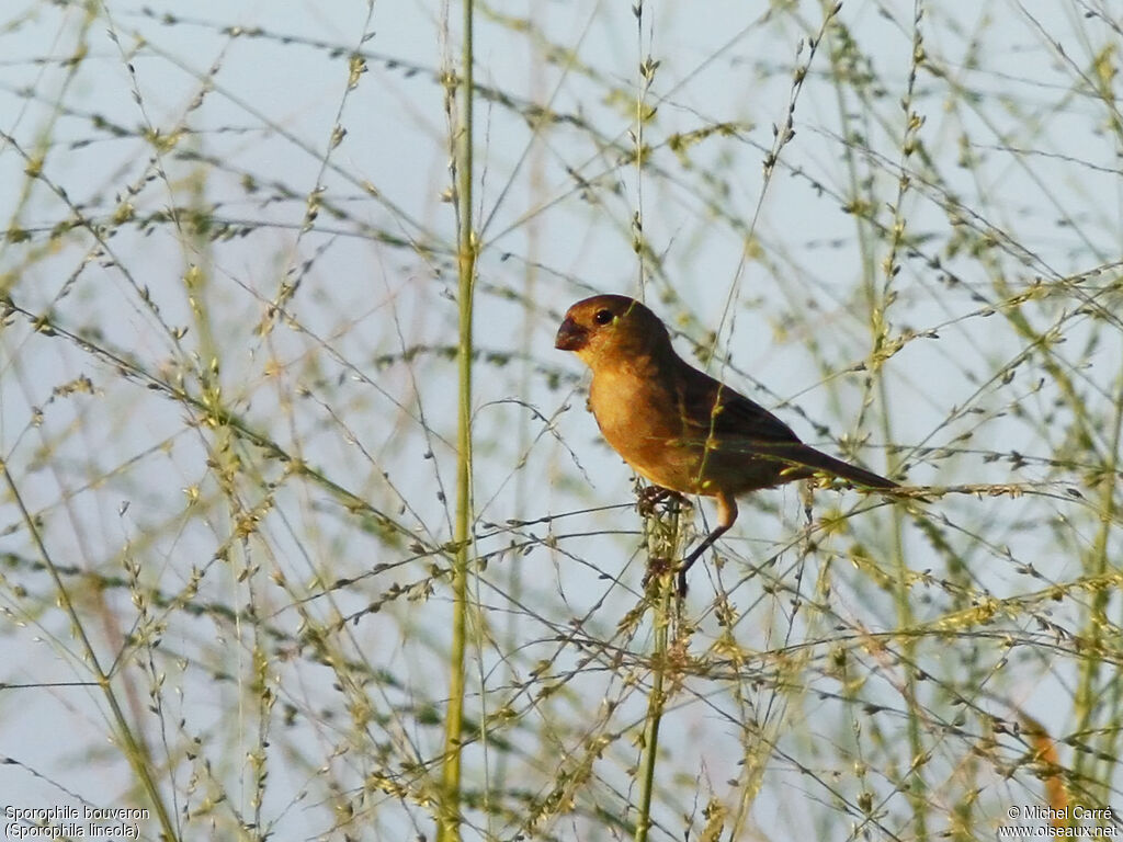 Lined Seedeater female adult