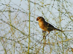 Lined Seedeater