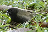 Sporophile cici