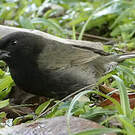 Sporophile cici