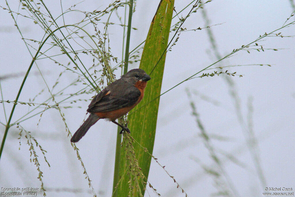 Ruddy-breasted Seedeater male adult