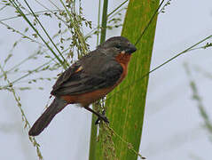 Ruddy-breasted Seedeater