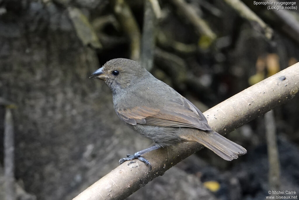 Sporophile rougegorge