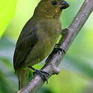 Sporophile variable