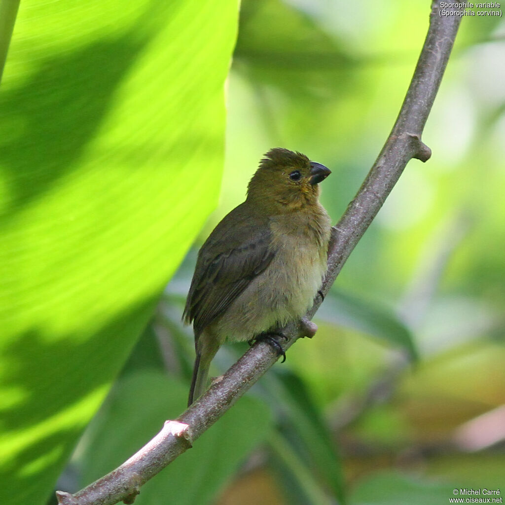 Variable Seedeater female adult