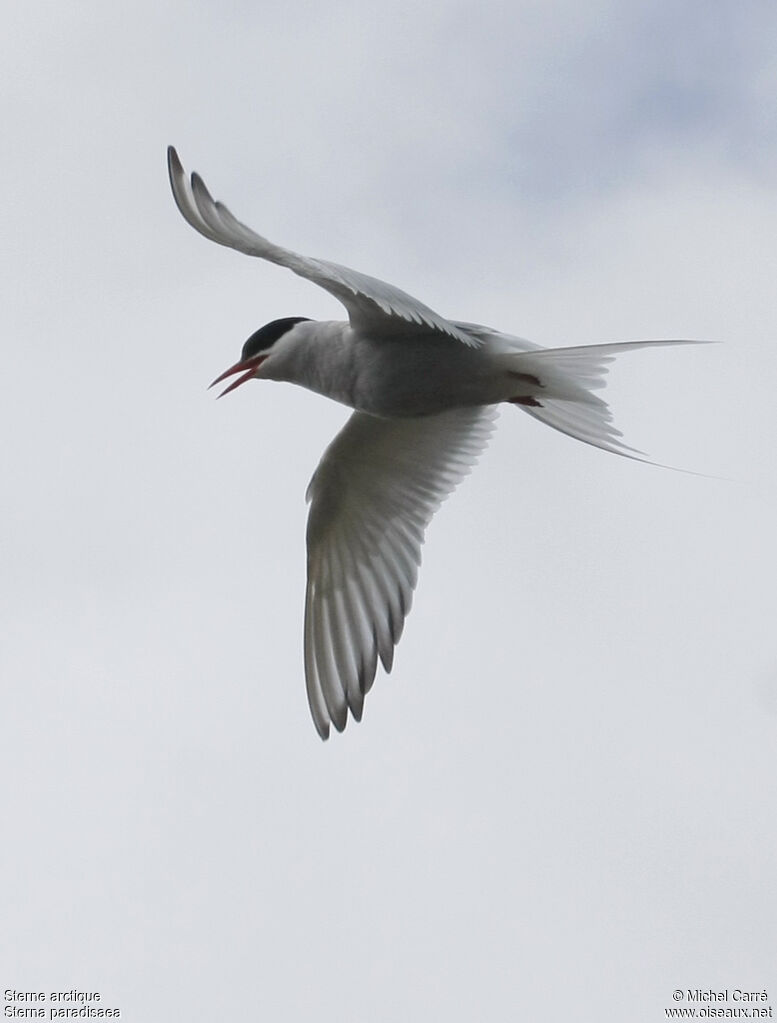 Arctic Ternadult breeding, Flight