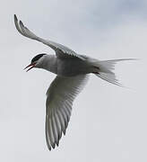 Arctic Tern