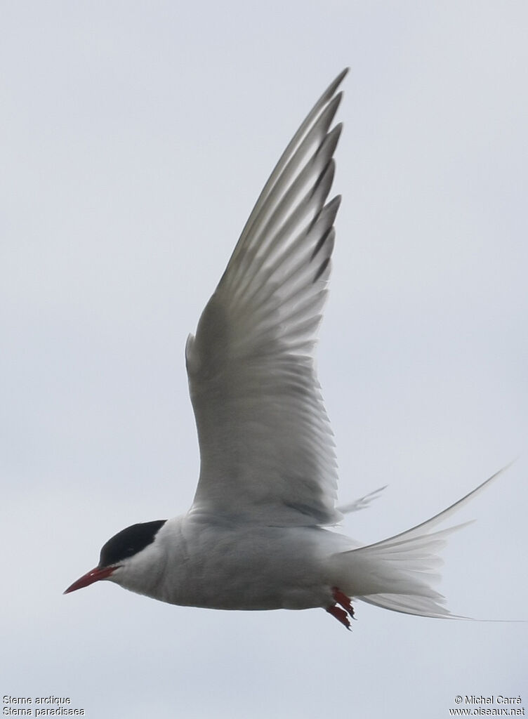 Arctic Ternadult breeding, Flight