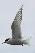 Arctic Tern