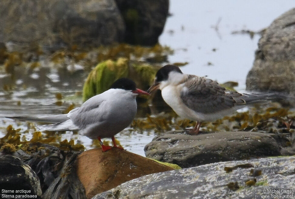 Sterne arctique, identification