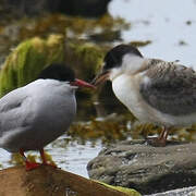 Arctic Tern