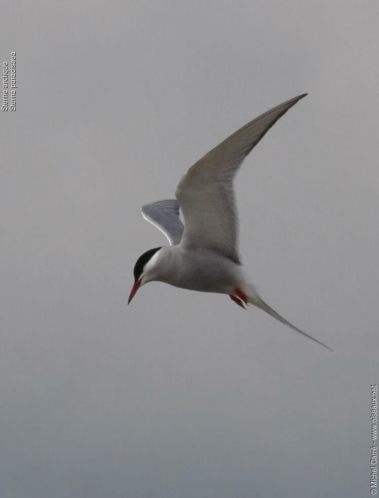 Arctic Ternadult breeding, Flight