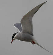 Arctic Tern