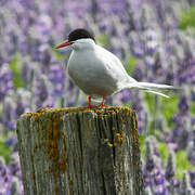 Arctic Tern