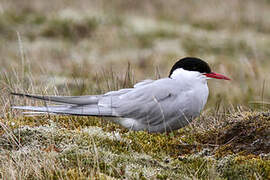 Arctic Tern