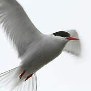 Arctic Tern