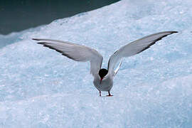 Arctic Tern