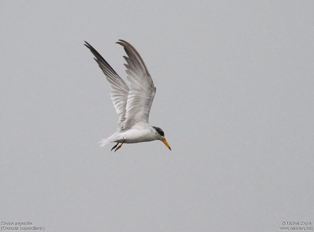 Yellow-billed Ternadult post breeding