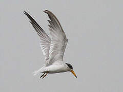 Yellow-billed Tern