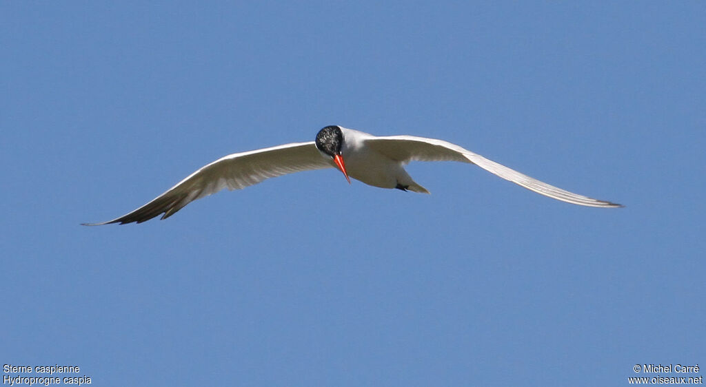 Caspian Ternadult, Flight