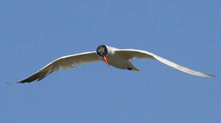 Caspian Tern