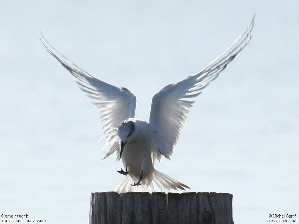 Sandwich Tern