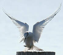 Sandwich Tern